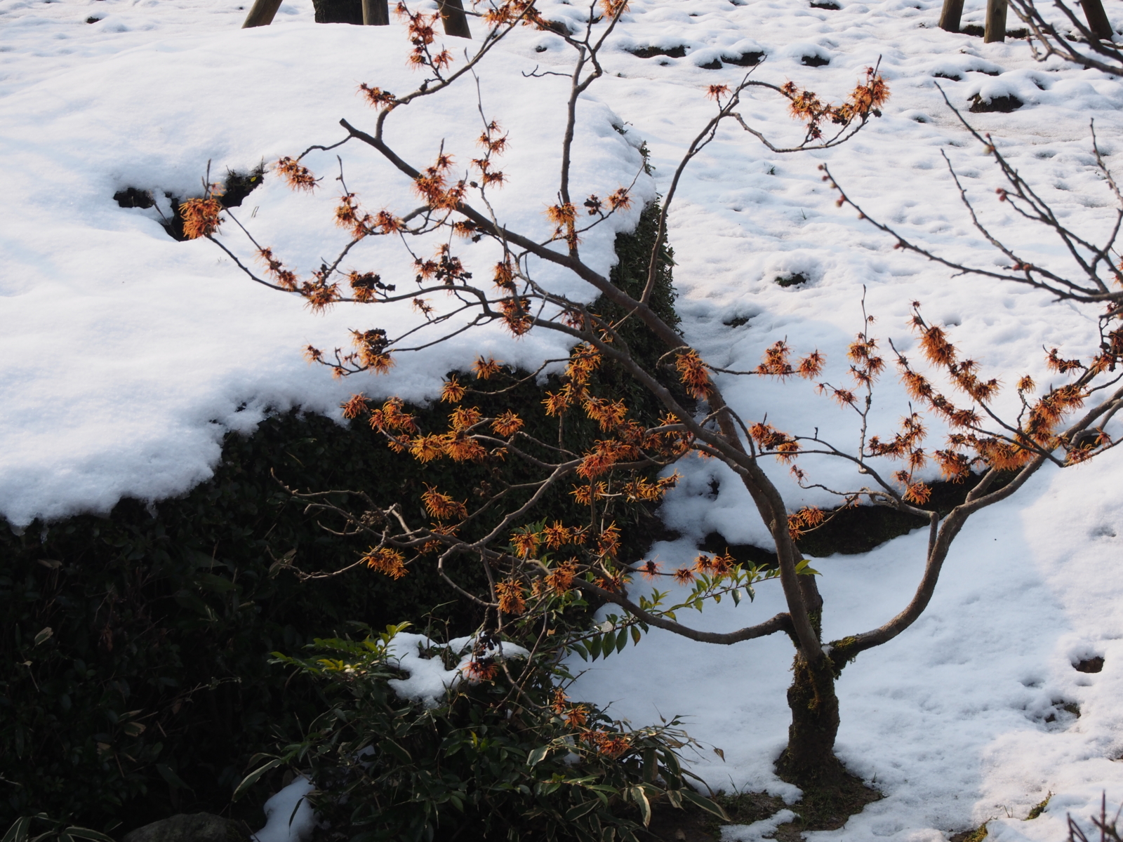 f:id:k10no3:20160227093744j:image:w640