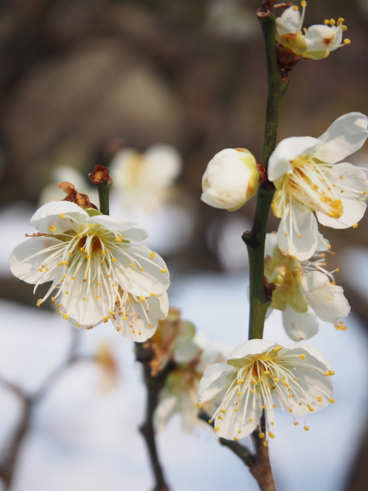 f:id:k10no3:20160227094355j:image:w318