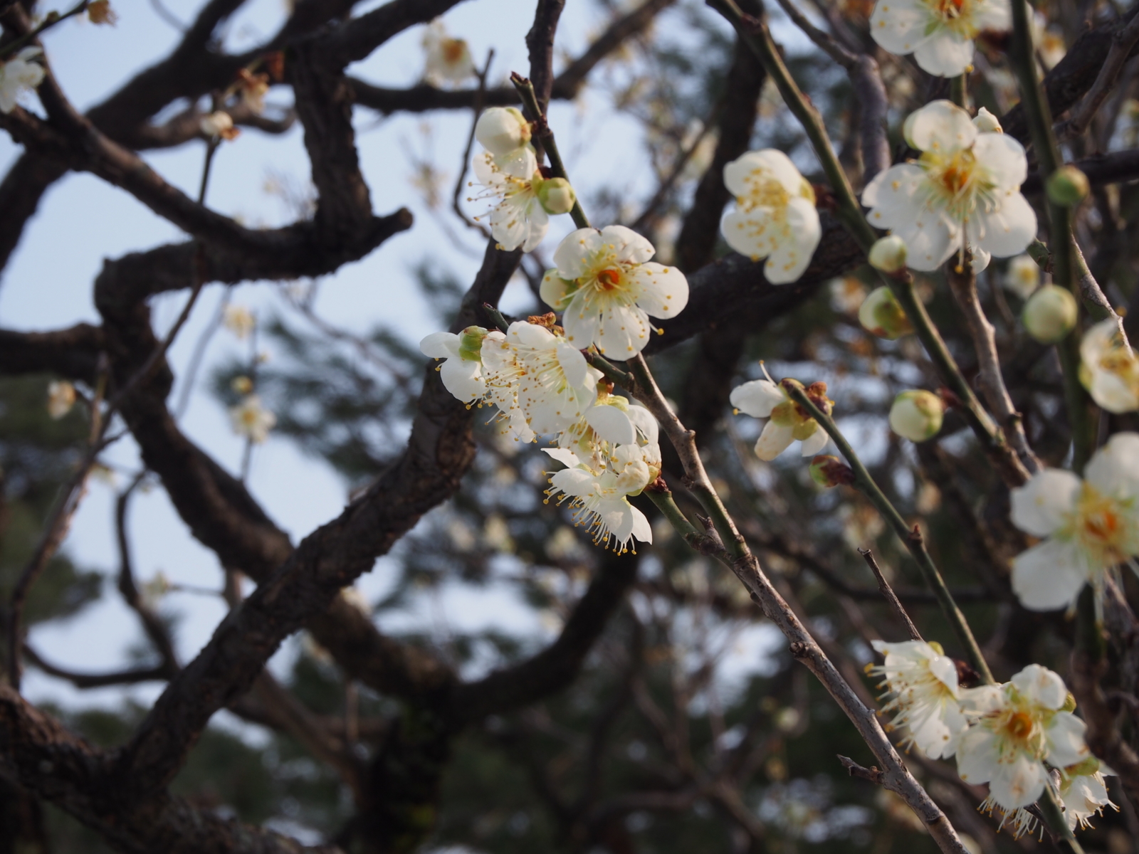 f:id:k10no3:20160227094611j:image:w640