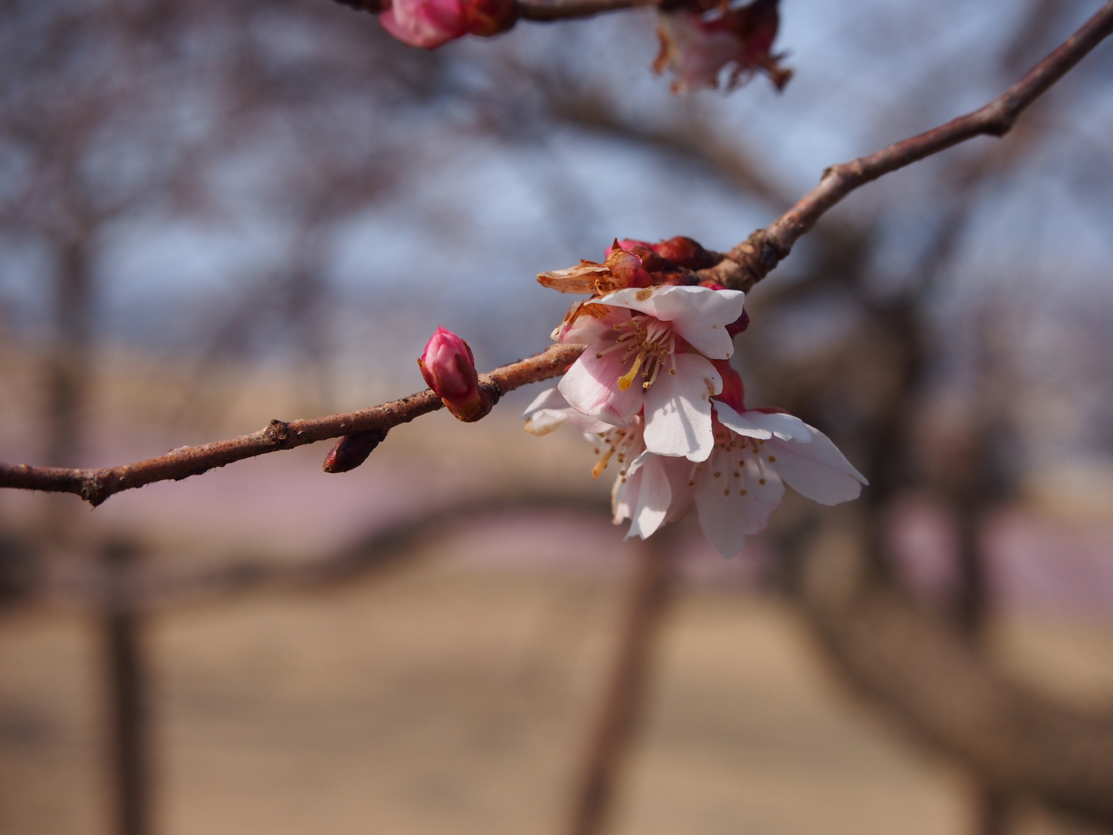 f:id:k10no3:20160228110823j:image:w318 f:id:k10no3:20160228110823j:image:w318