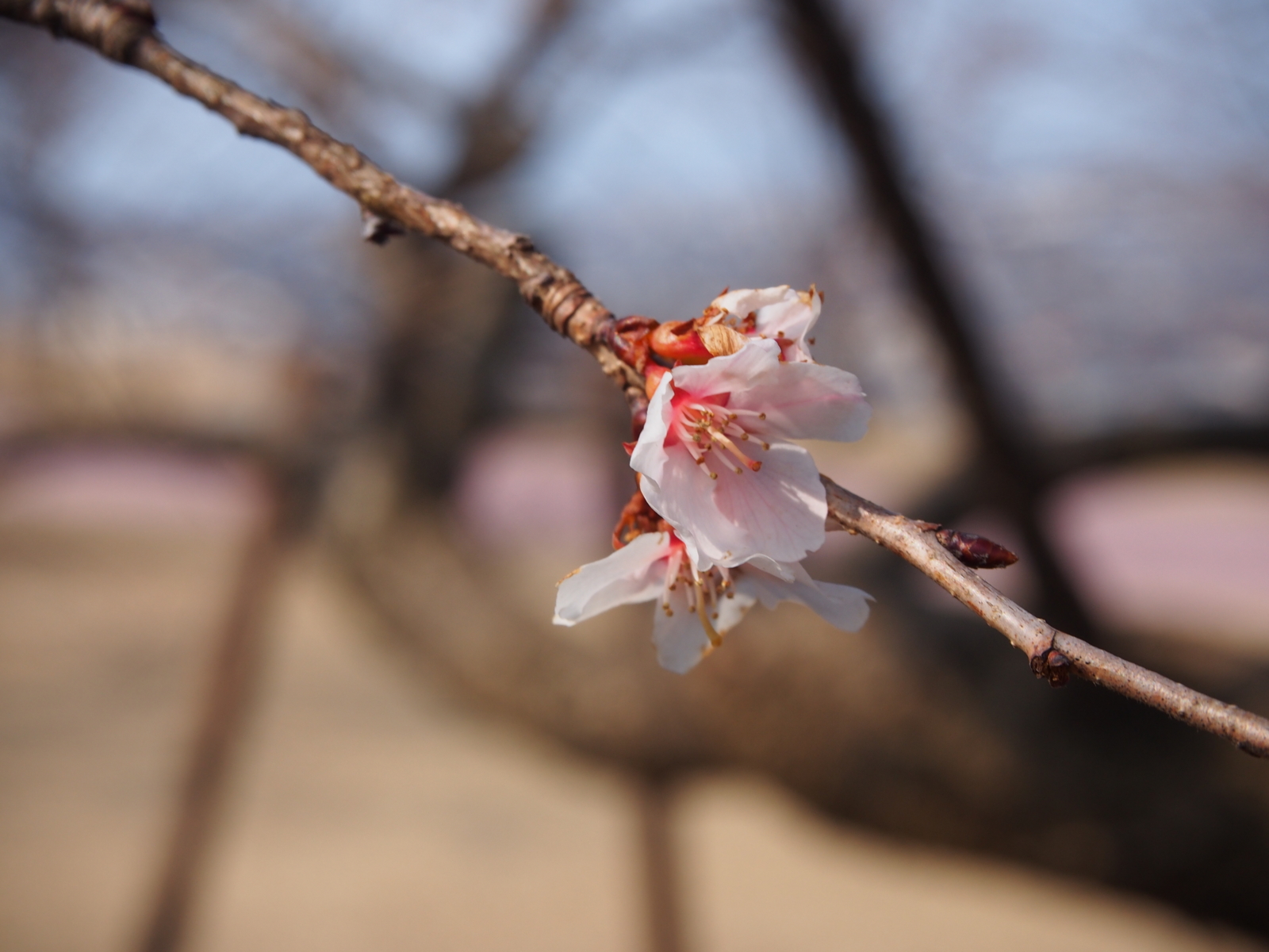 f:id:k10no3:20160228110833j:image:w318 f:id:k10no3:20160228110833j:image:w318