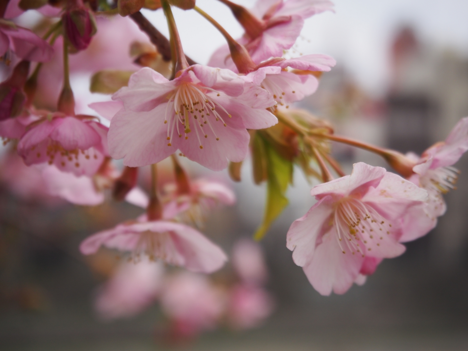 f:id:k10no3:20160305072929j:image:w640