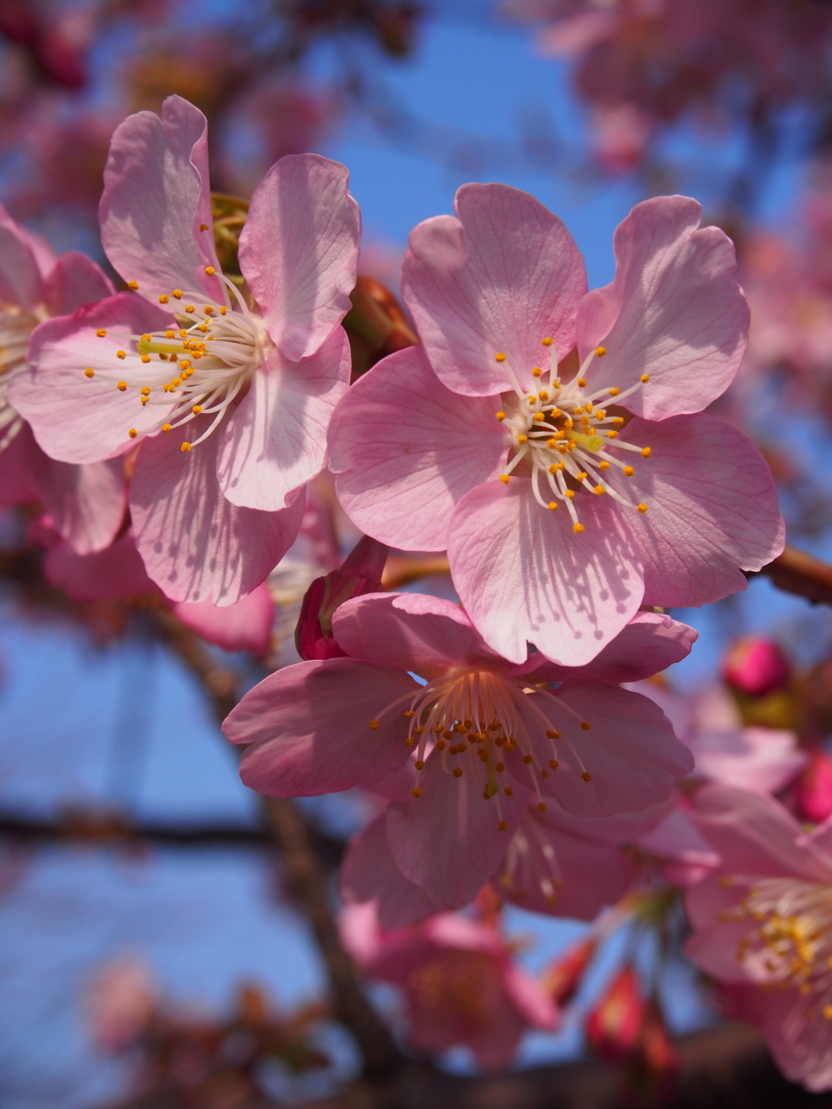 f:id:k10no3:20160305142645j:image:w318