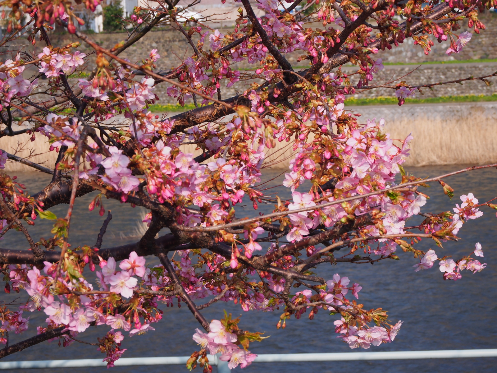 f:id:k10no3:20160305142826j:image:w640