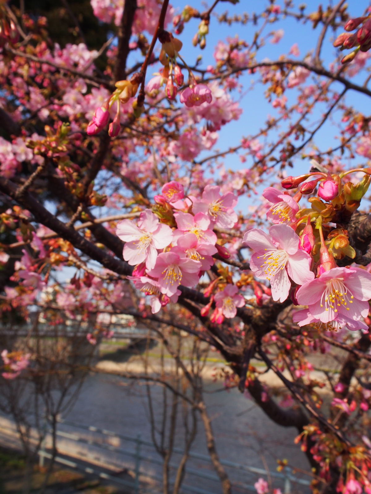f:id:k10no3:20160305144208j:image:w318
