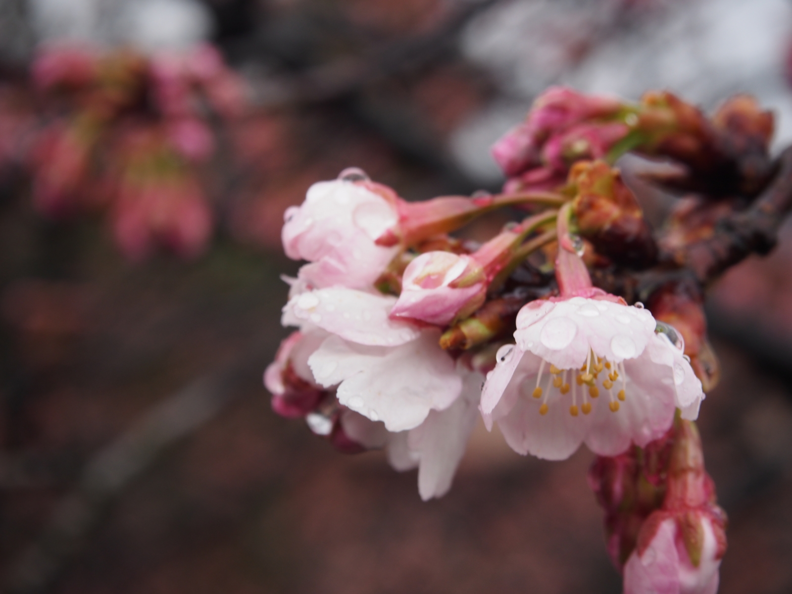 f:id:k10no3:20160312084022j:image:w640