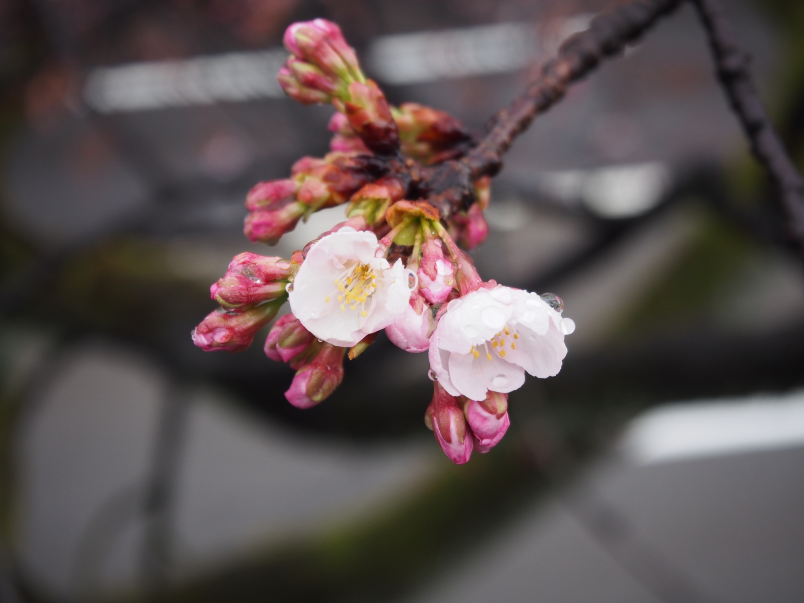 f:id:k10no3:20160312084121j:image:w640