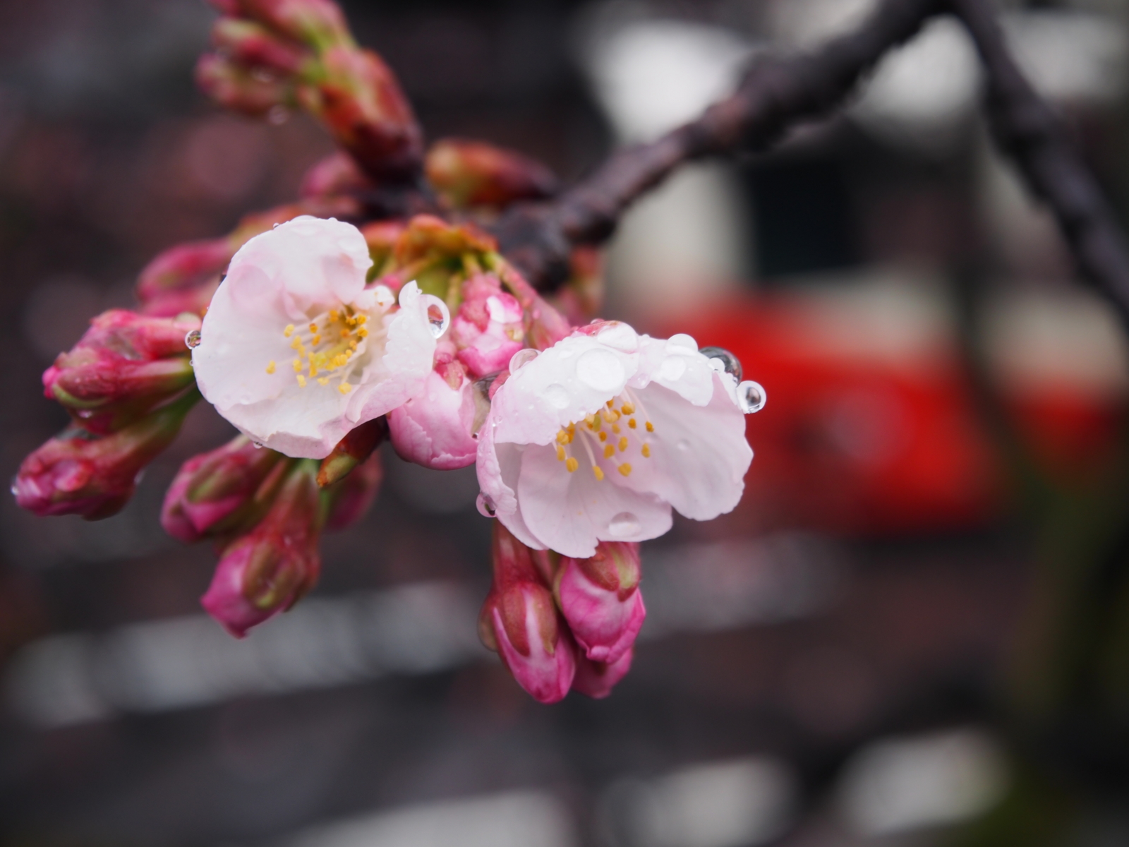 f:id:k10no3:20160312084317j:image:w640