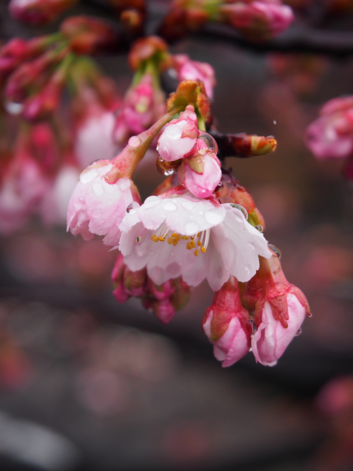 f:id:k10no3:20160312084437j:image:w318