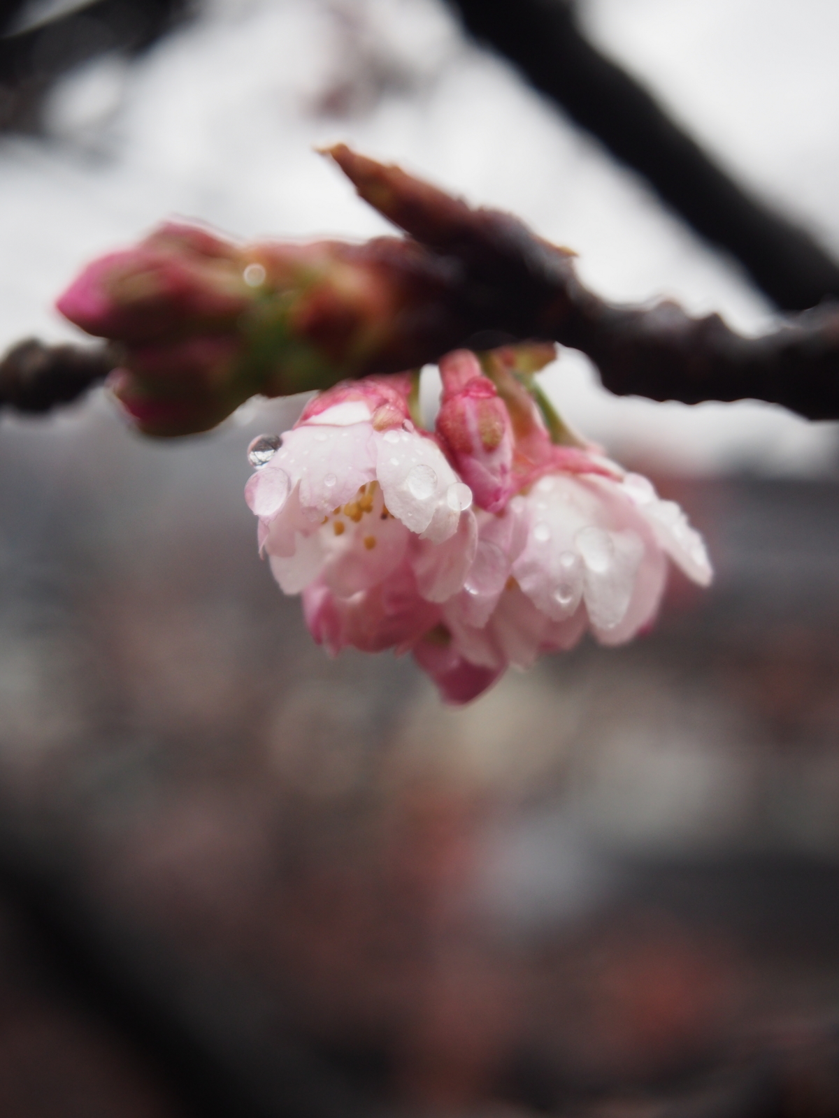 f:id:k10no3:20160312084524j:image:w318