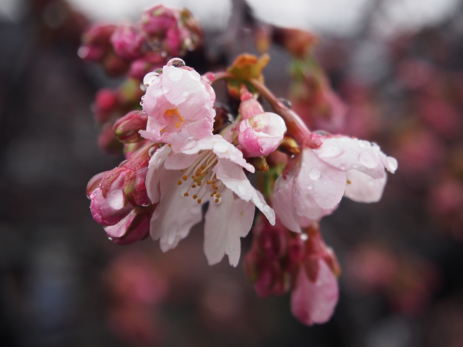 f:id:k10no3:20160312084538j:image:w640