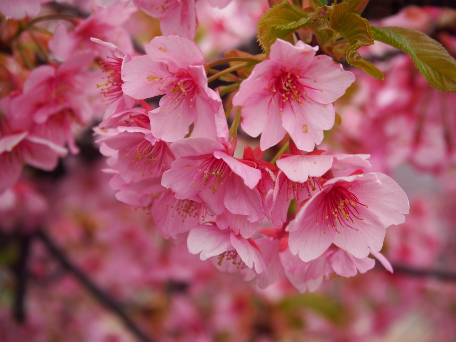 f:id:k10no3:20160320093054j:image:w640