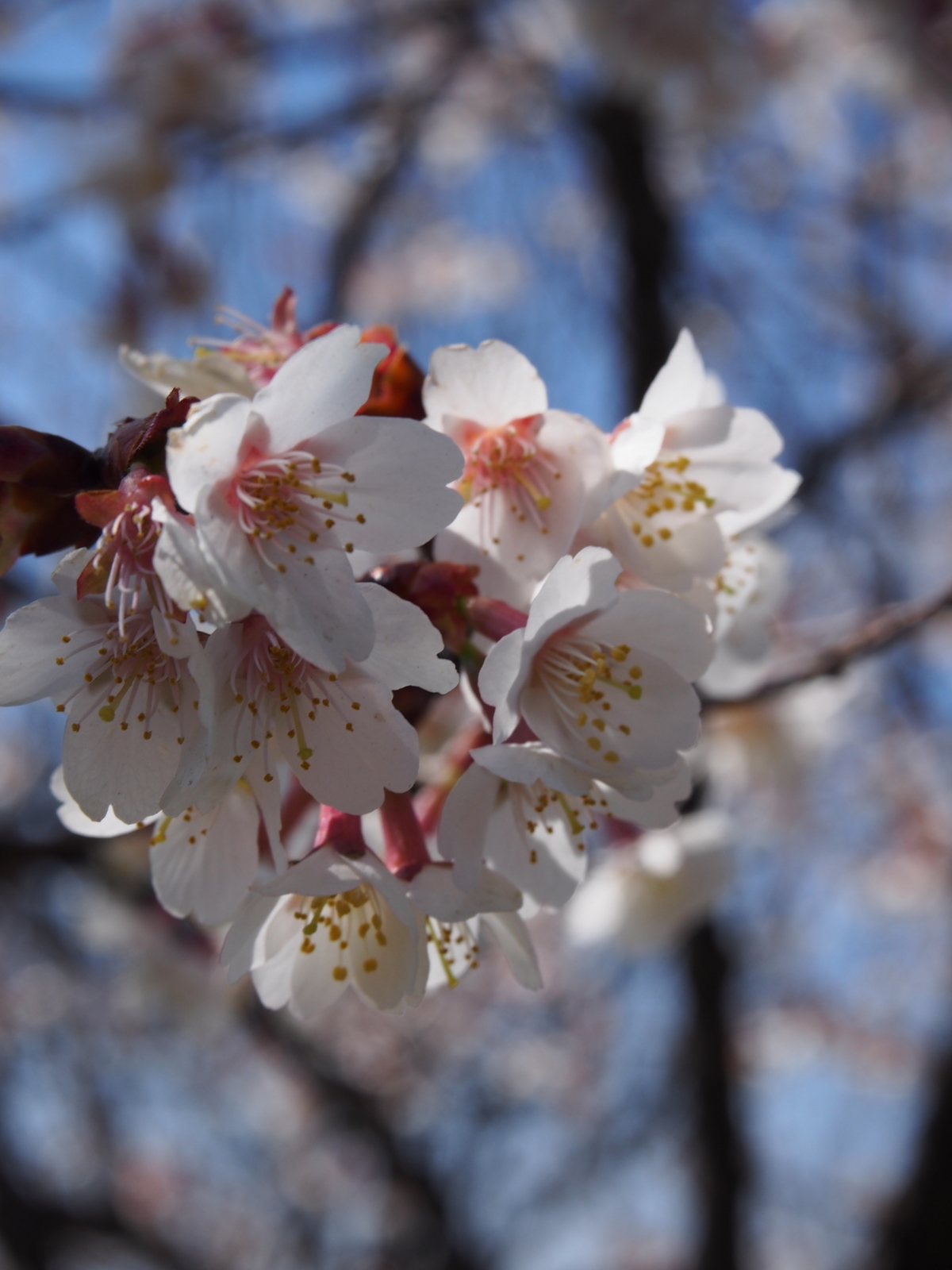 f:id:k10no3:20160327112037j:image:w318