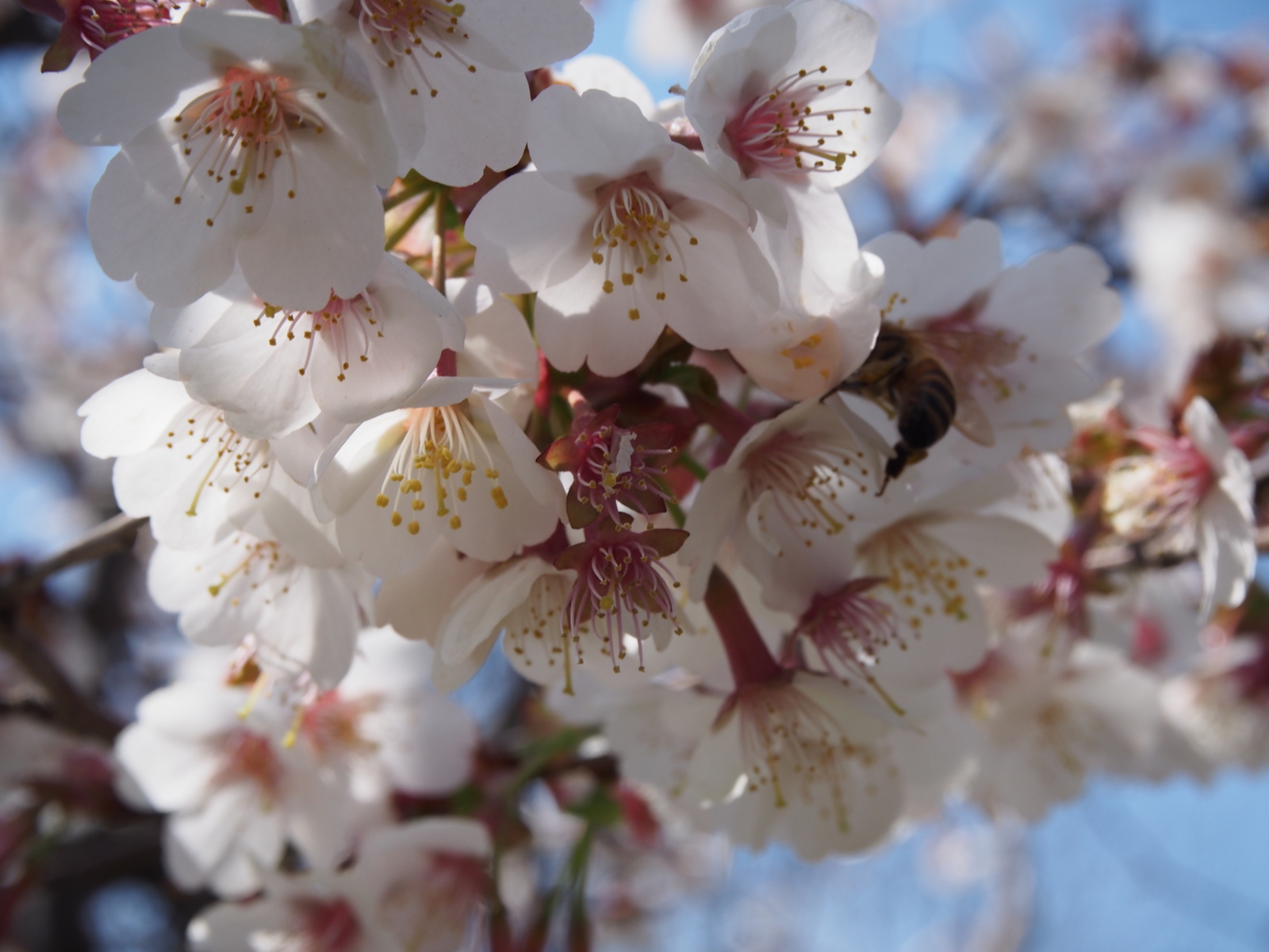 f:id:k10no3:20160327112043j:image:w640