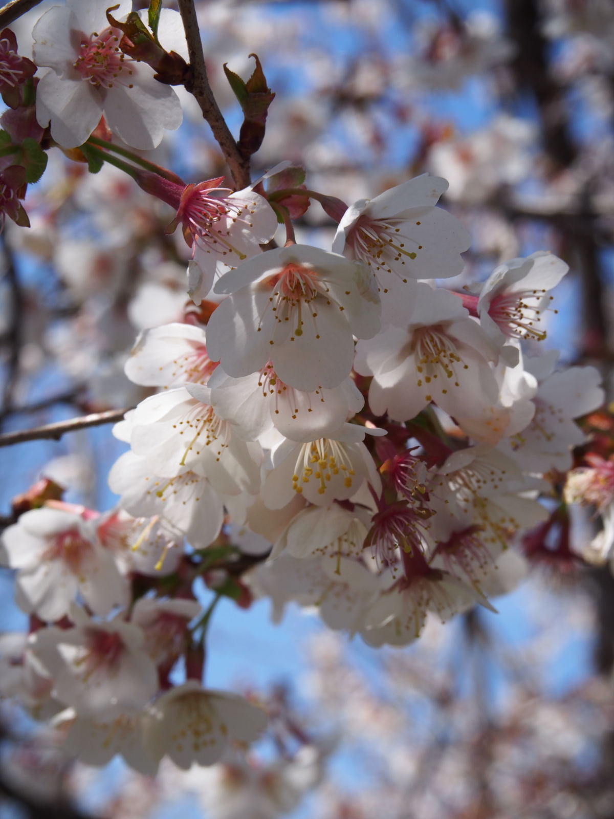 f:id:k10no3:20160327112054j:image:w318