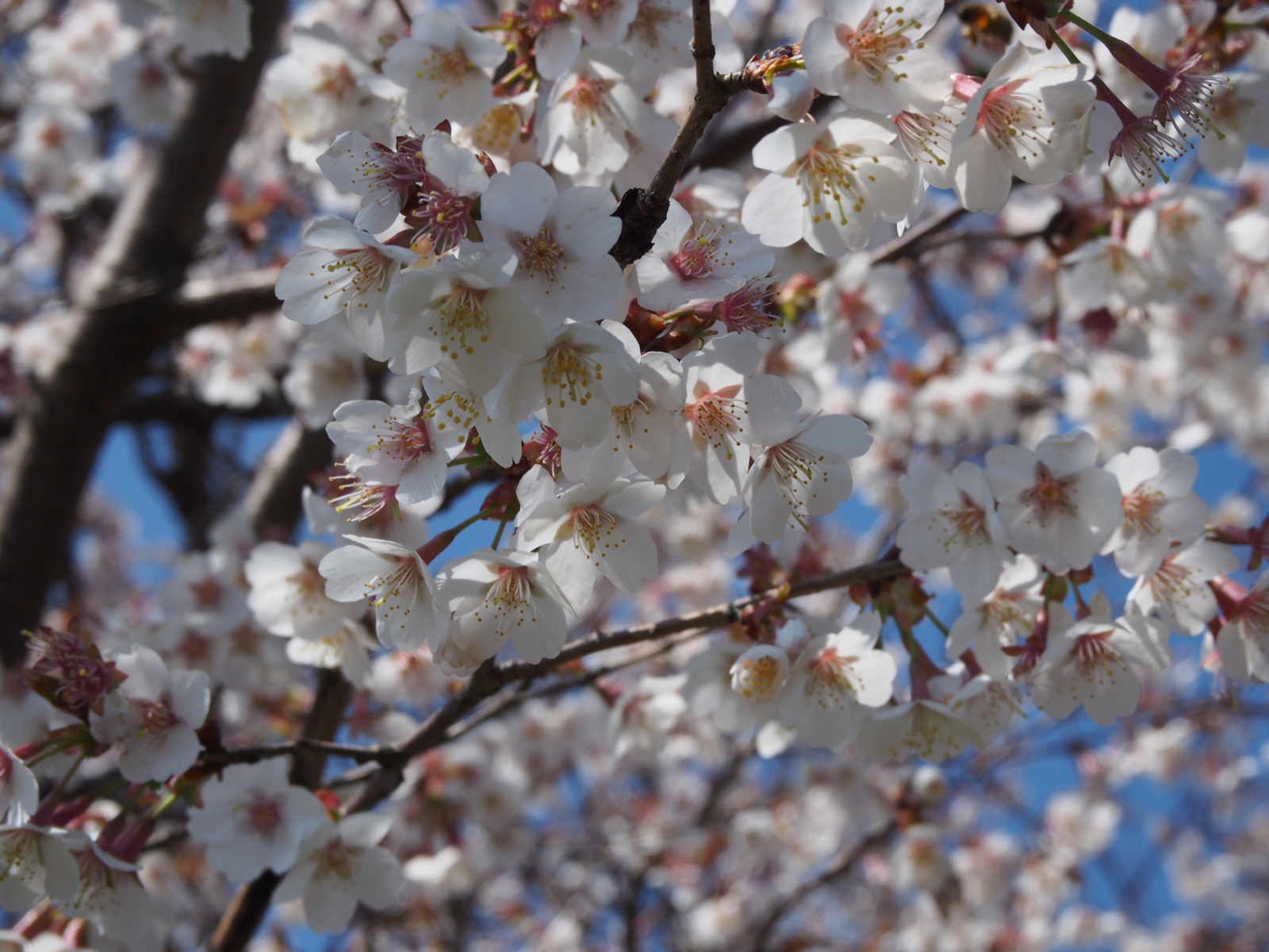 f:id:k10no3:20160327112120j:image:w640