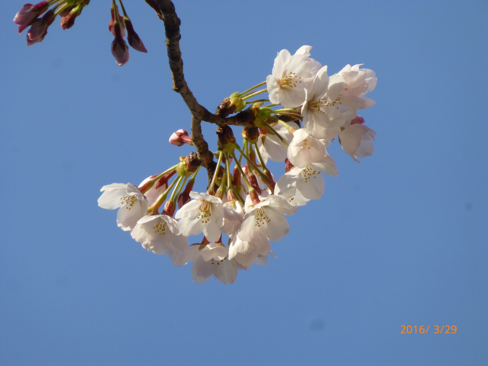 f:id:k10no3:20160329072415j:image:w640