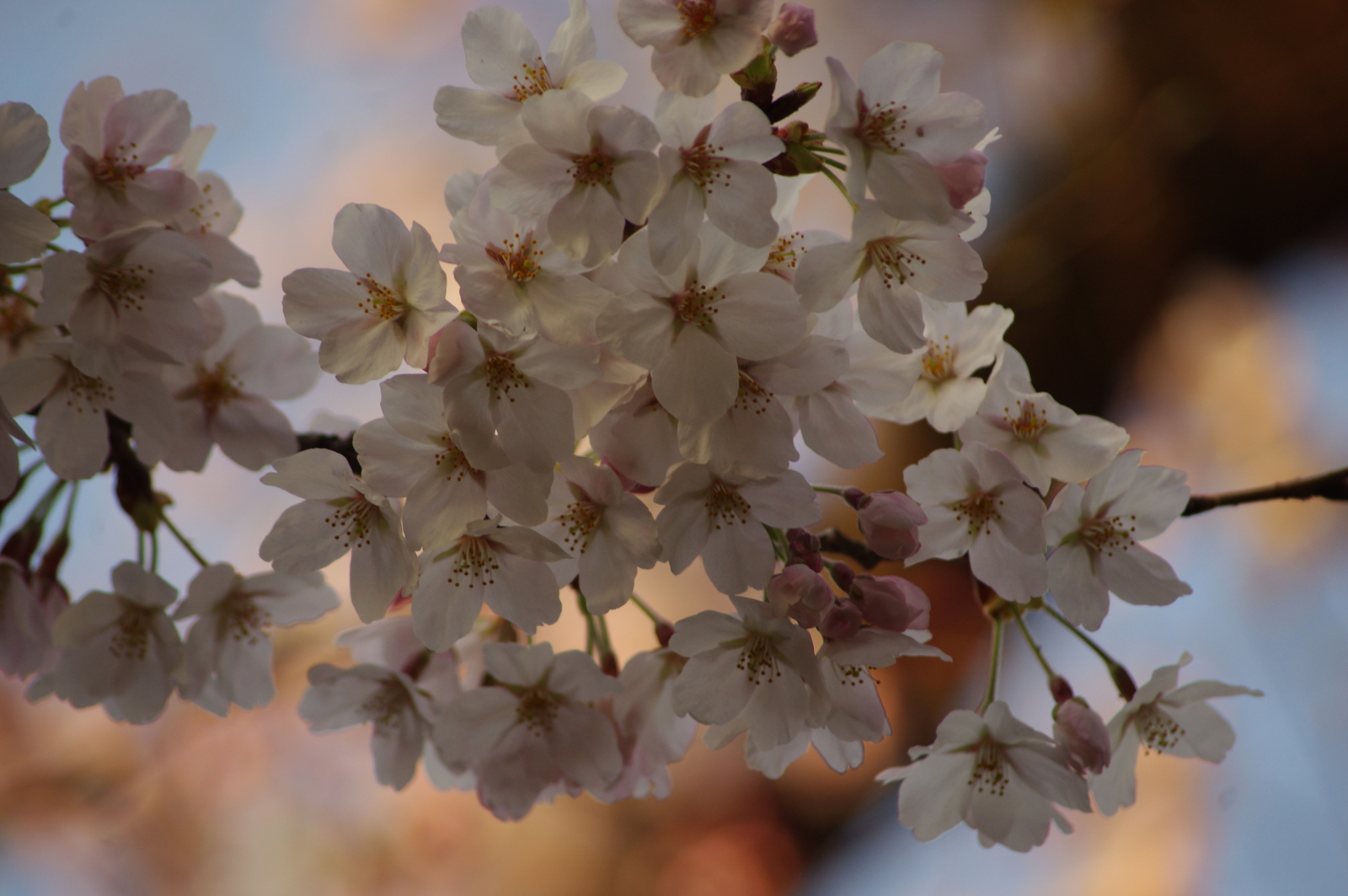 f:id:k10no3:20160331064355j:image:w640