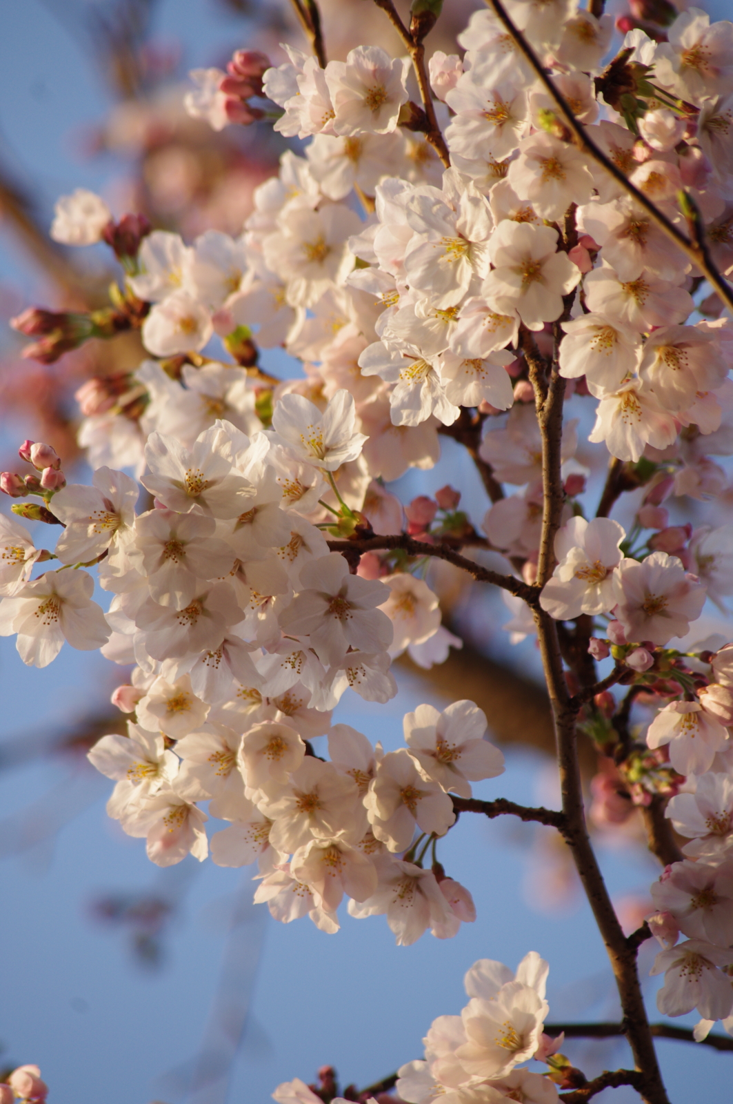 f:id:k10no3:20160331064713j:image:w318