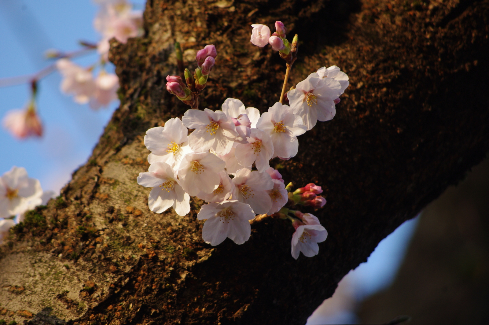 f:id:k10no3:20160331064727j:image:w640
