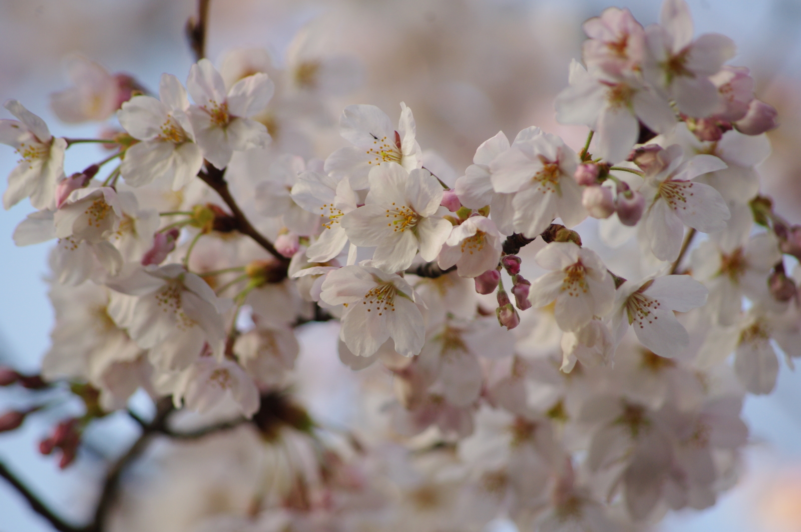f:id:k10no3:20160331064737j:image:w640