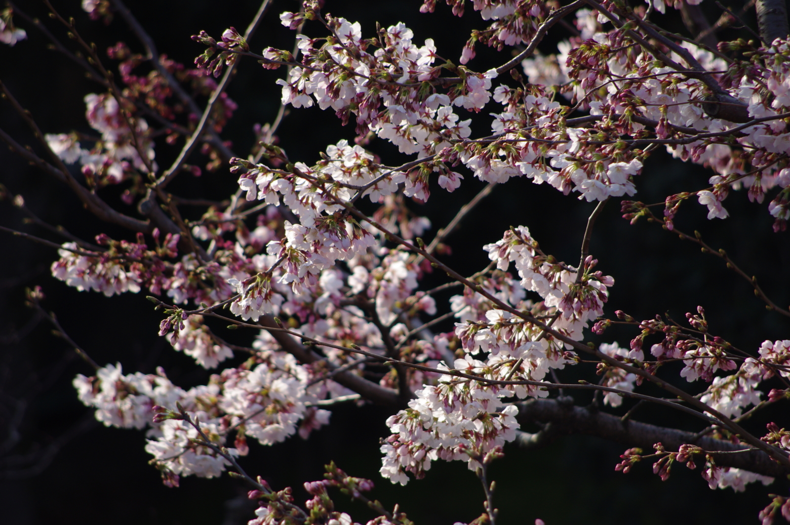 f:id:k10no3:20160331072127j:image:w640