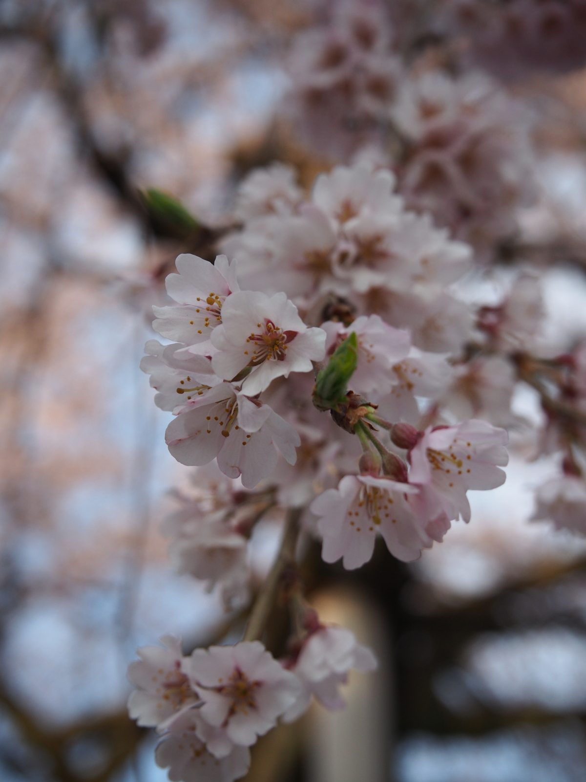 f:id:k10no3:20160403064537j:image:w318