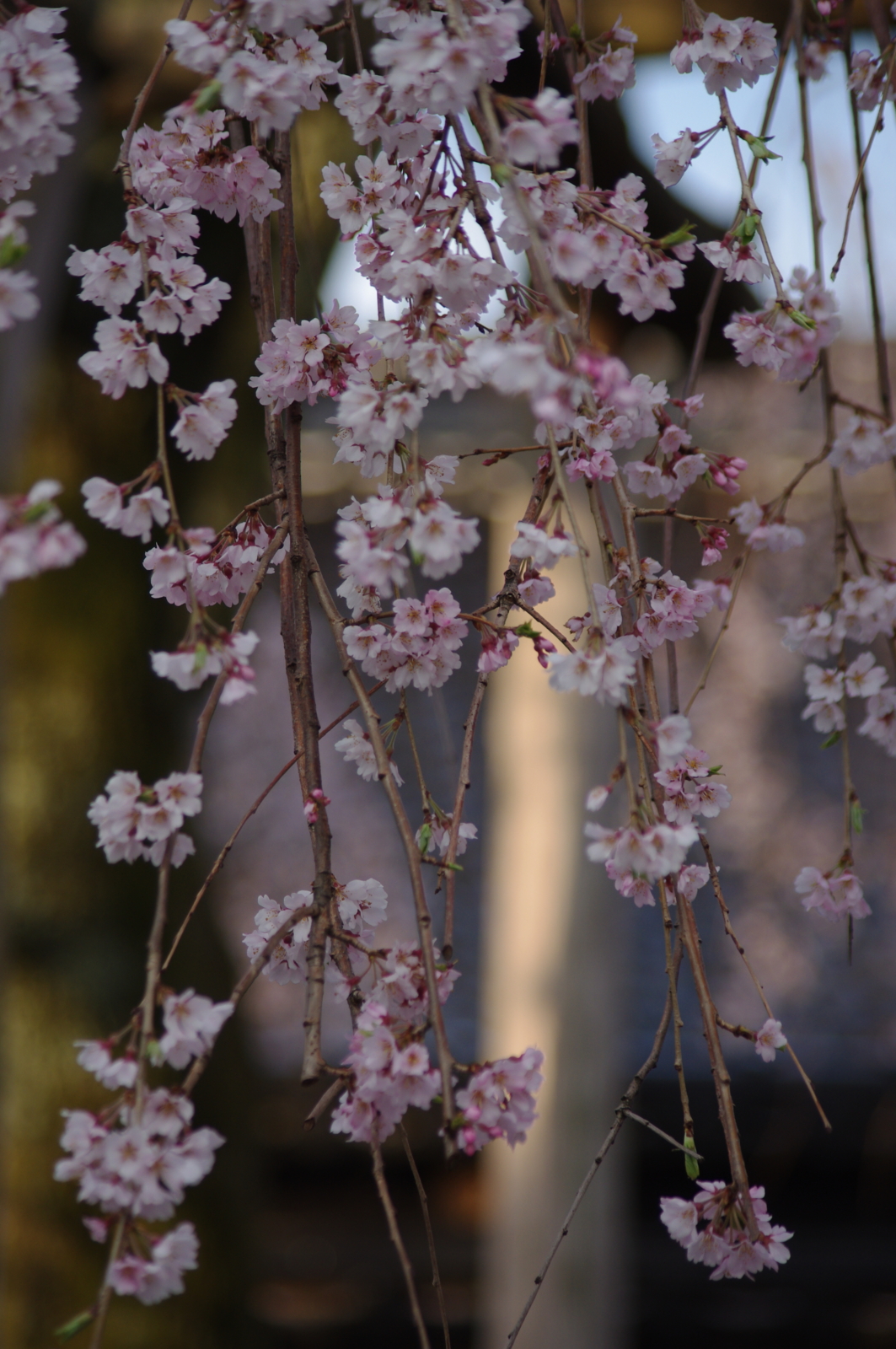 f:id:k10no3:20160403070032j:image:w318