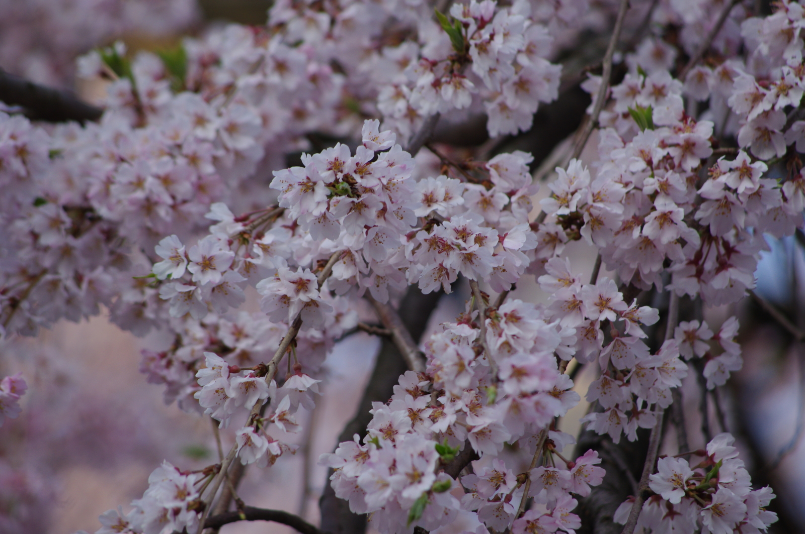 f:id:k10no3:20160403070039j:image:w640