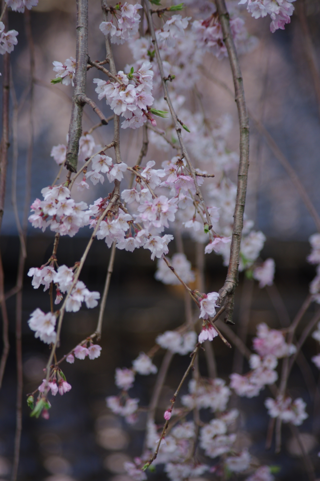 f:id:k10no3:20160403070050j:image:w318