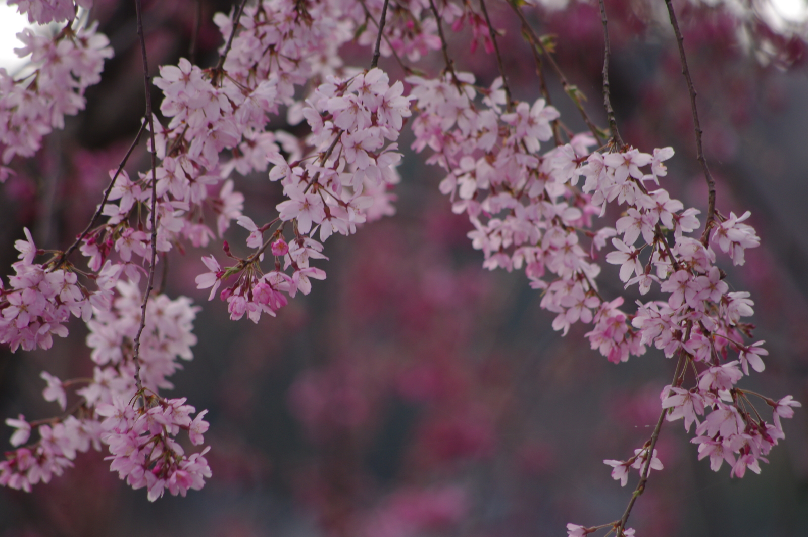 f:id:k10no3:20160403081257j:image:w640 f:id:k10no3:20160403081257j:image:w640