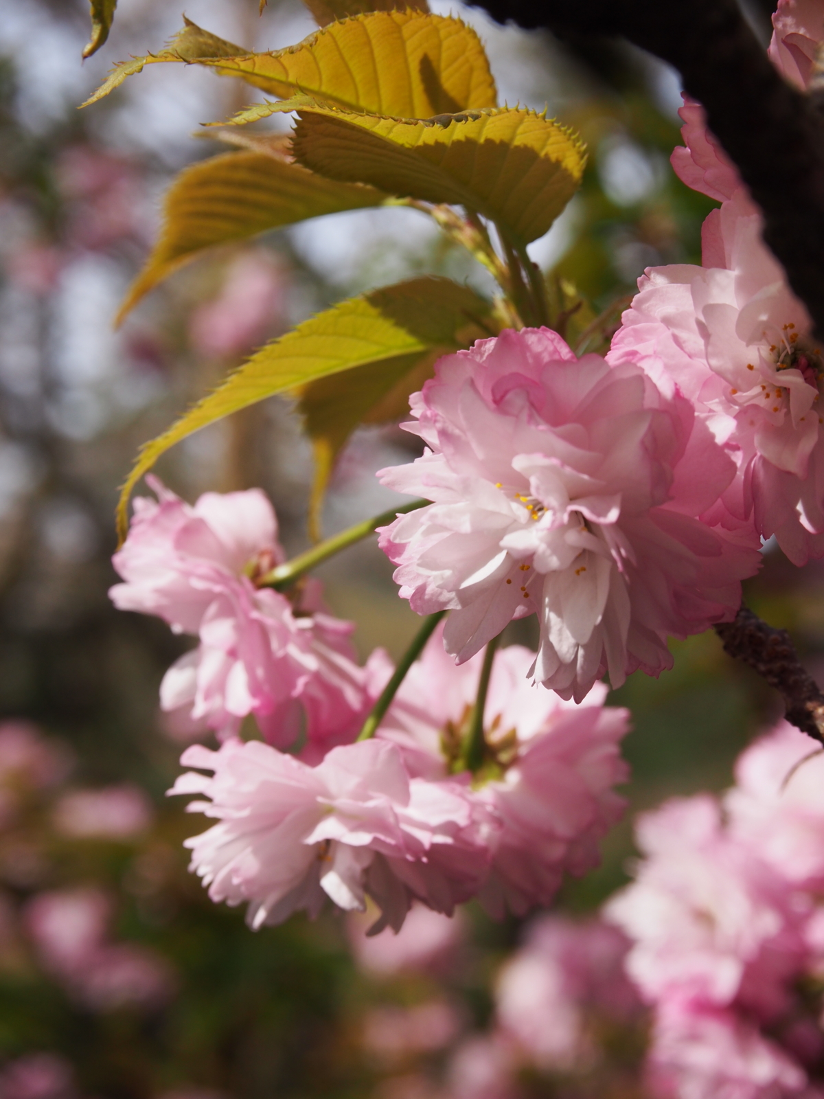 f:id:k10no3:20160409091621j:image:w318