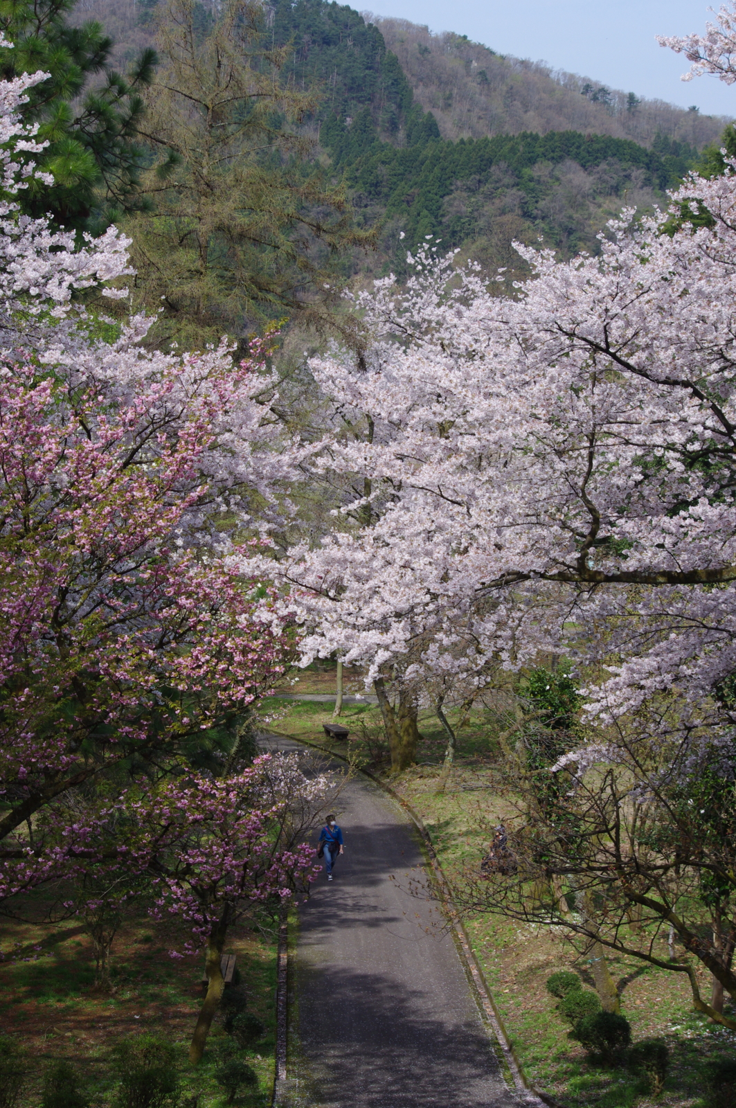 f:id:k10no3:20160409093908j:image:w318