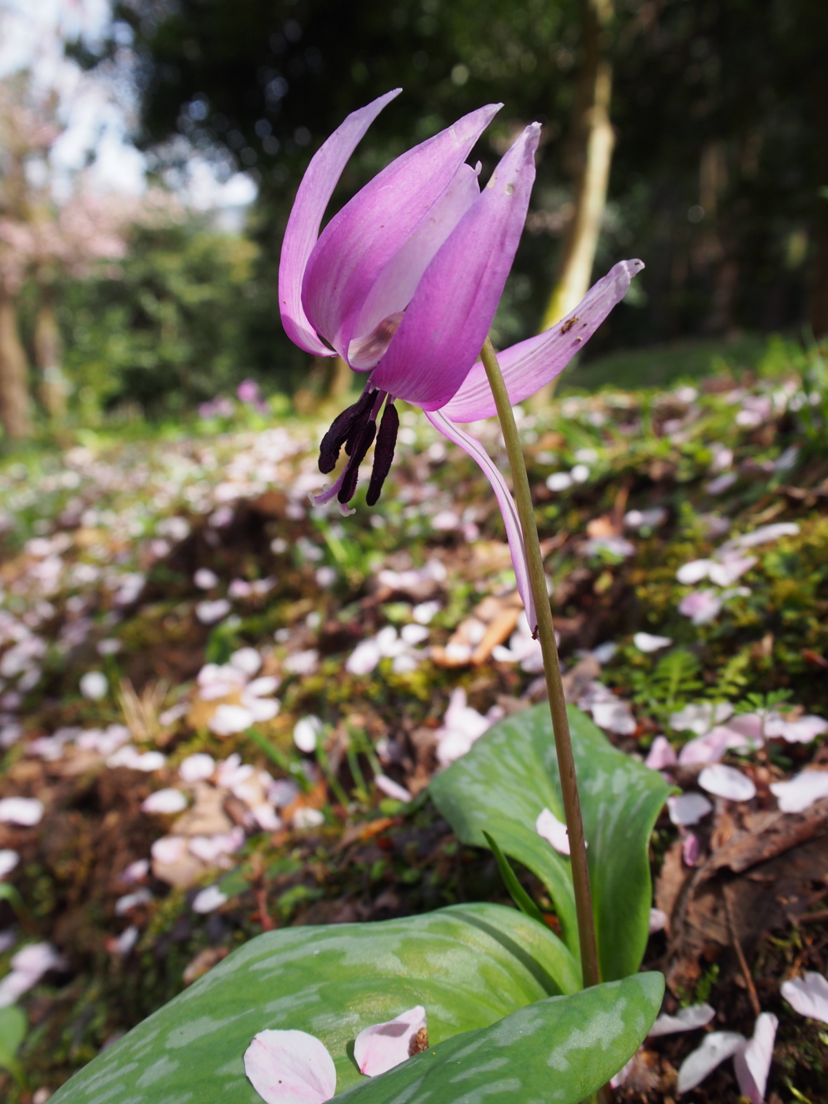 f:id:k10no3:20160409100754j:image:w318