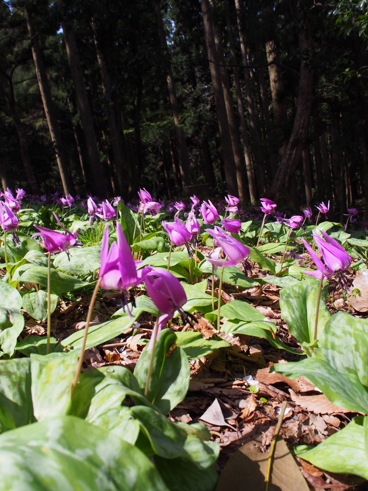 f:id:k10no3:20160409101028j:image:w318