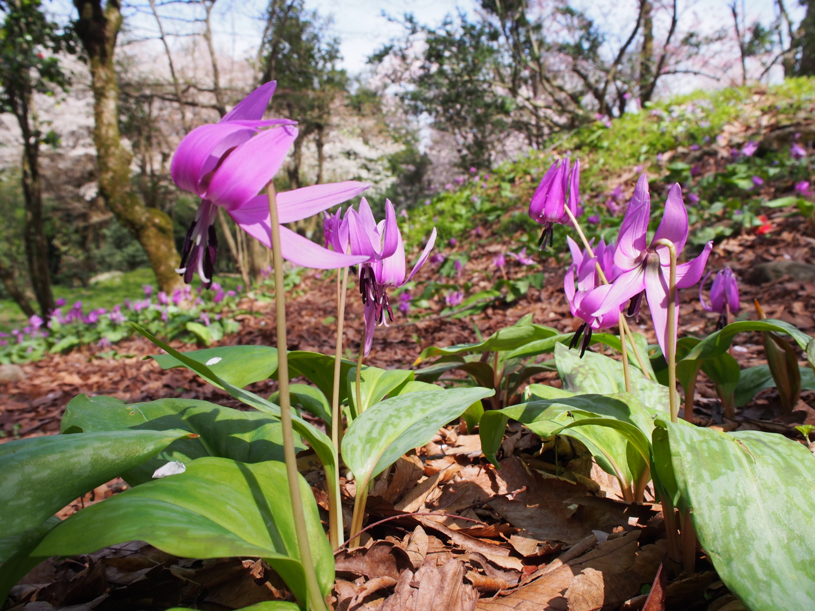 f:id:k10no3:20160409101321j:image:w640