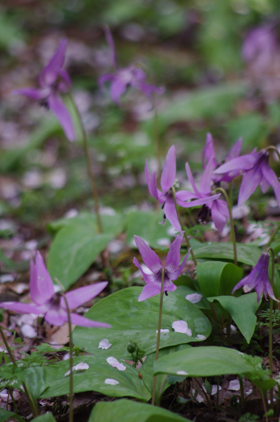 f:id:k10no3:20160409102212j:image:w318