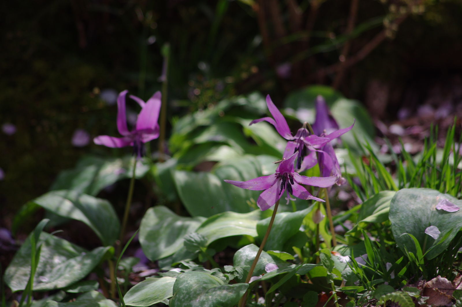 f:id:k10no3:20160409102558j:image:w640