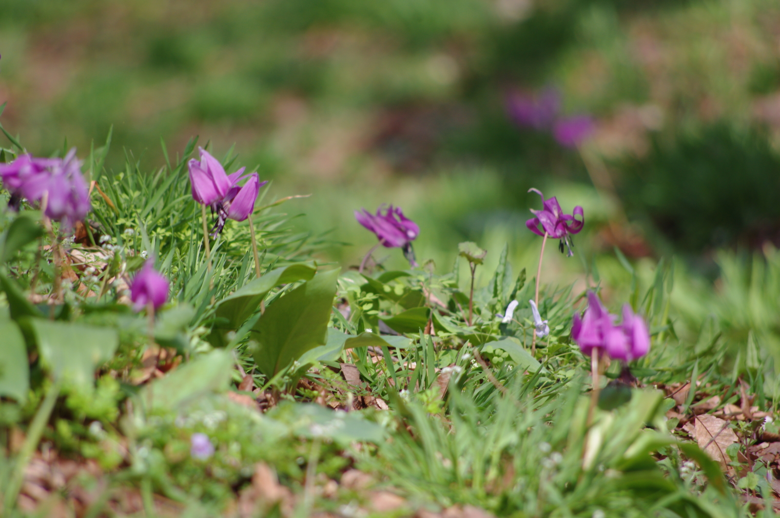 f:id:k10no3:20160409103136j:image:w640