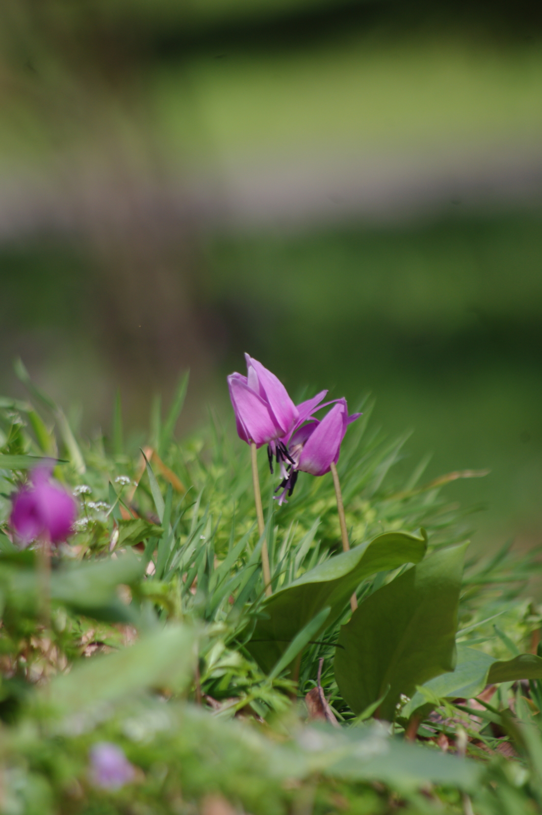 f:id:k10no3:20160409103150j:image:w318