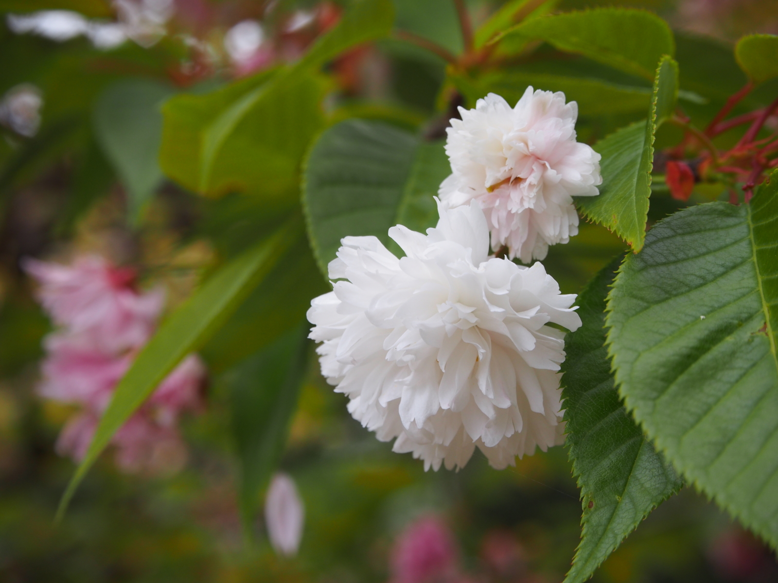 f:id:k10no3:20160423132251j:image:w640