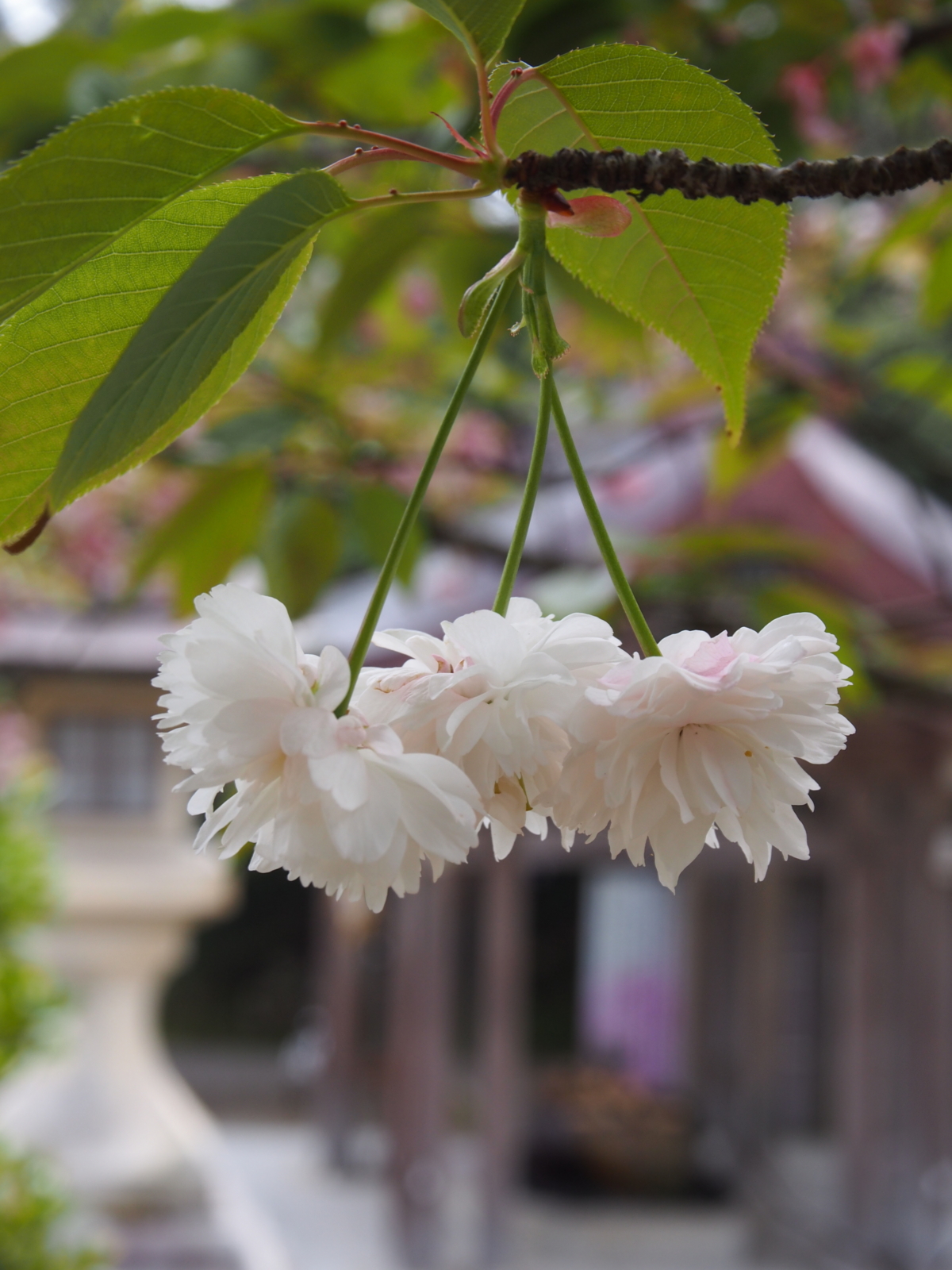 f:id:k10no3:20160423132445j:image:w318