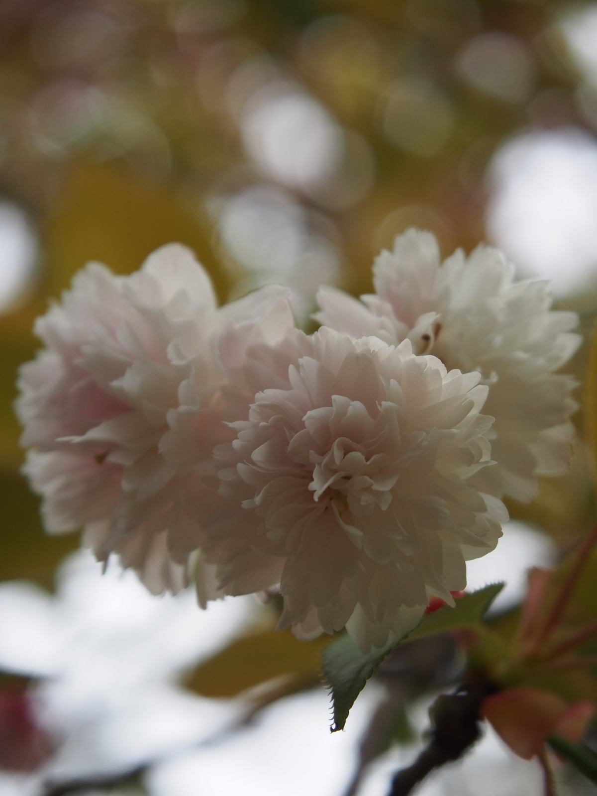 f:id:k10no3:20160423133005j:image:w640