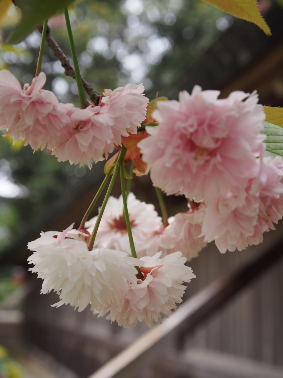f:id:k10no3:20160423133652j:image:w640