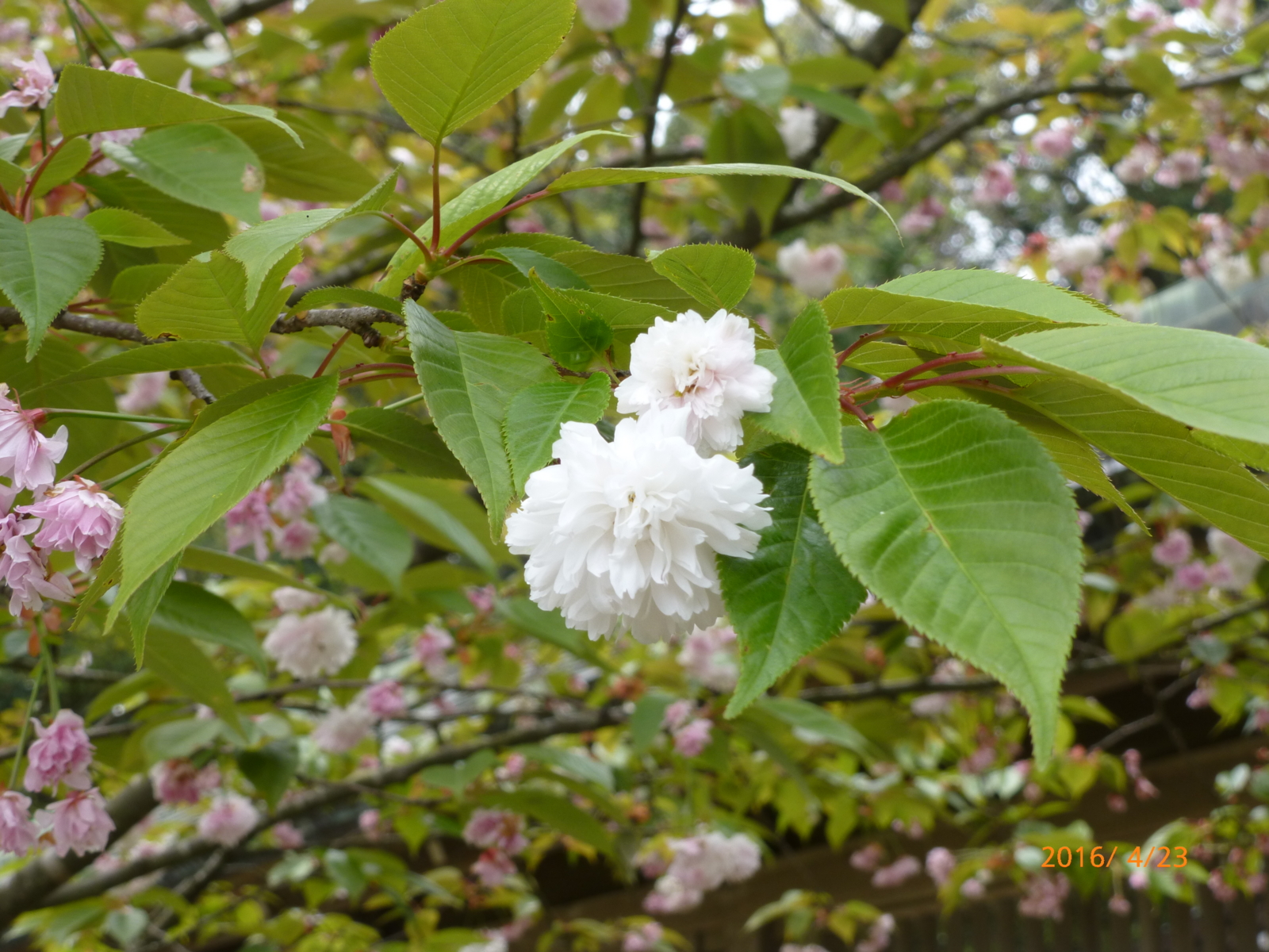 f:id:k10no3:20160423134221j:image:w640