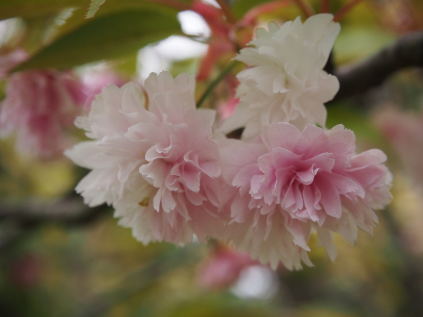 f:id:k10no3:20160423134226j:image:w640