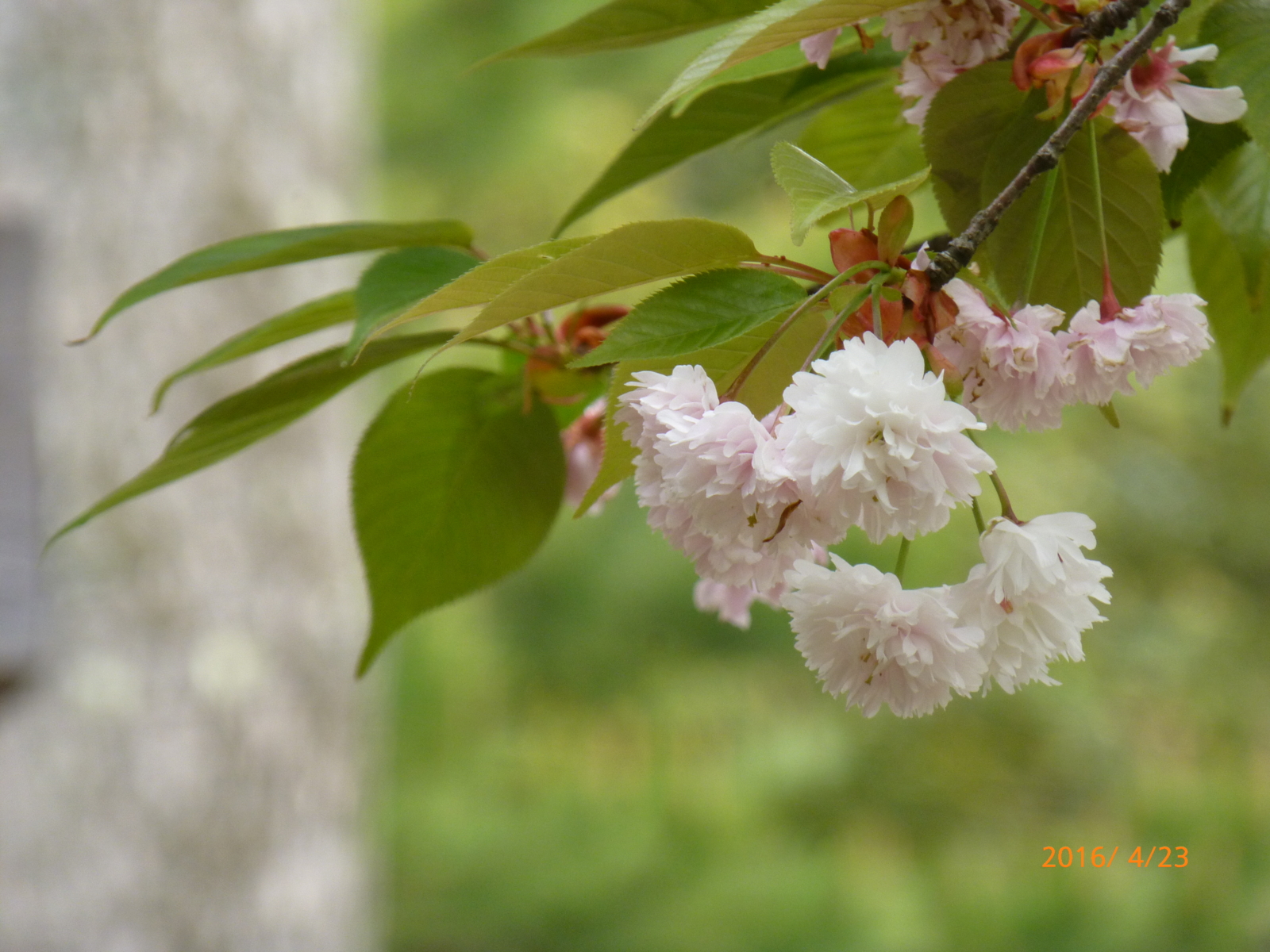 f:id:k10no3:20160423134539j:image:w640