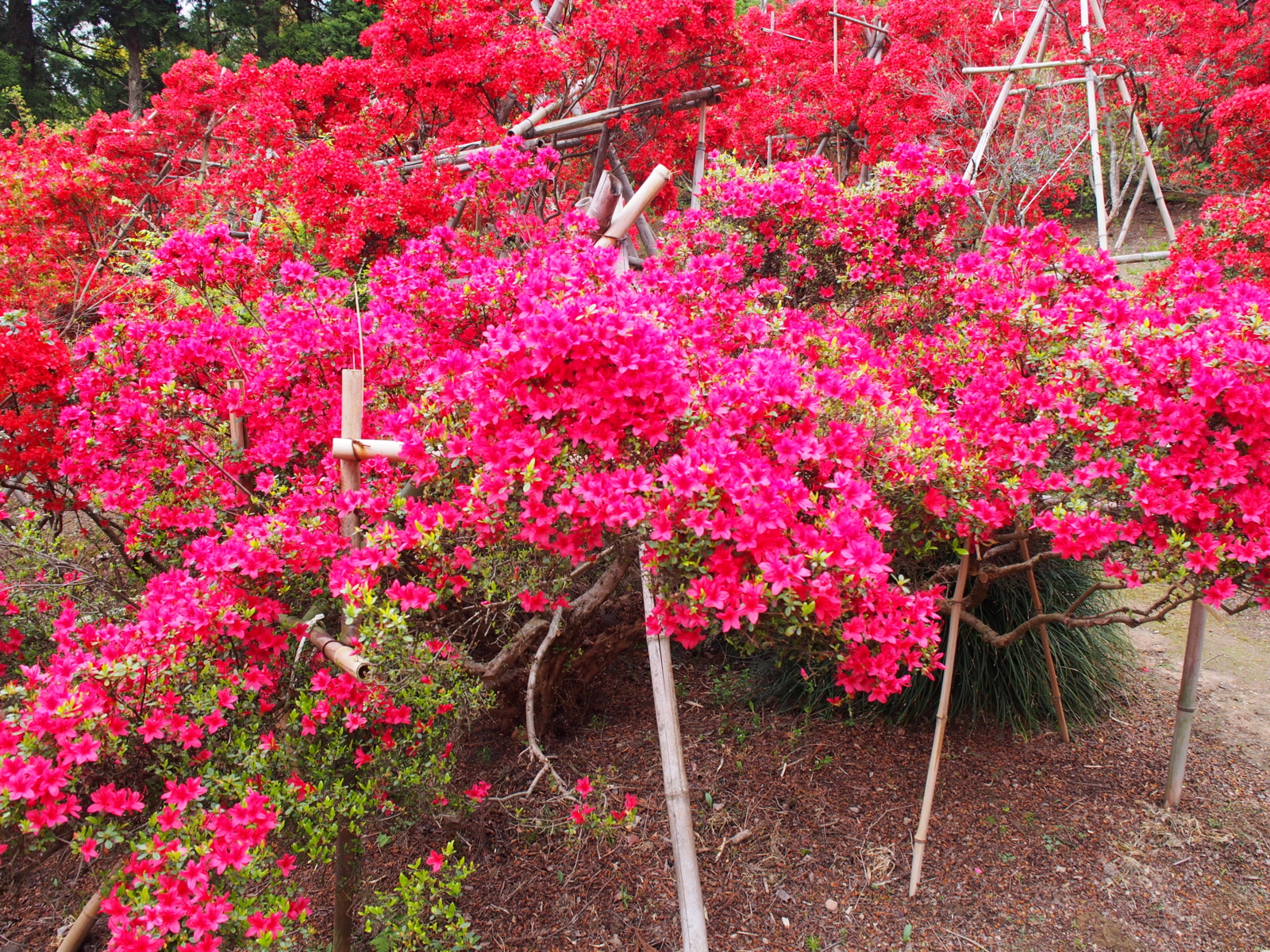 f:id:k10no3:20160430114502j:image:w640