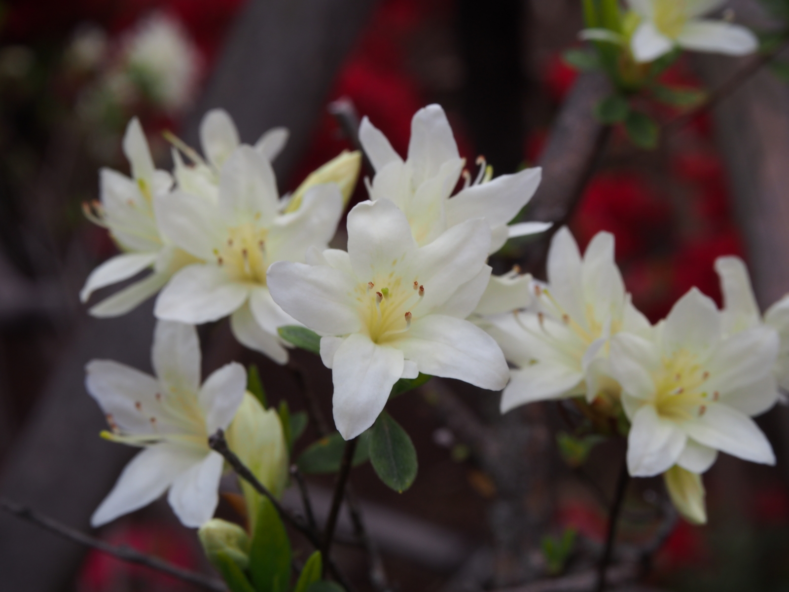 f:id:k10no3:20160430115923j:image:w640