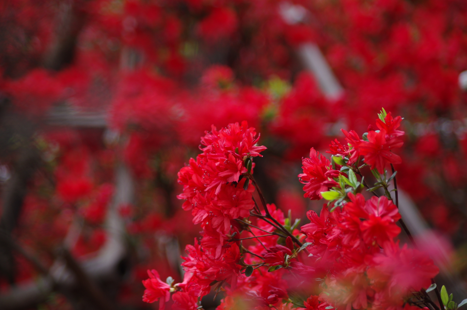 f:id:k10no3:20160430120437j:image:w640